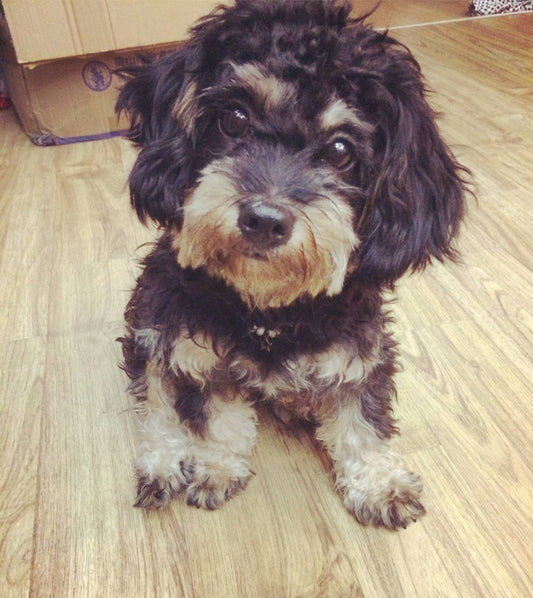 š¾ About Us ā Paws By Pub